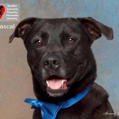 Rascal