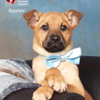 Baxter