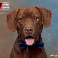 Bo