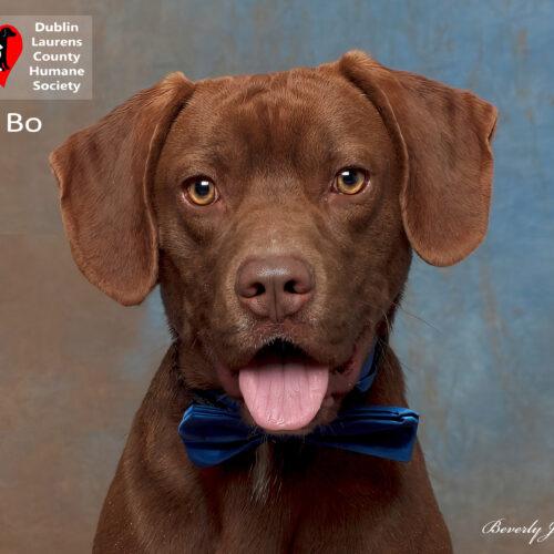 Bo
