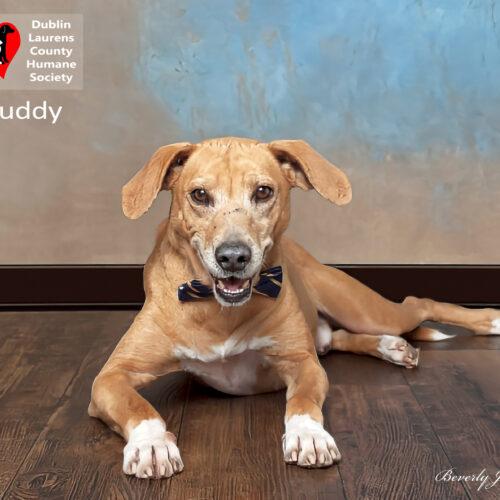 Buddy