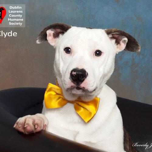 Clyde