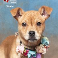 Dexie