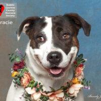 Gracie