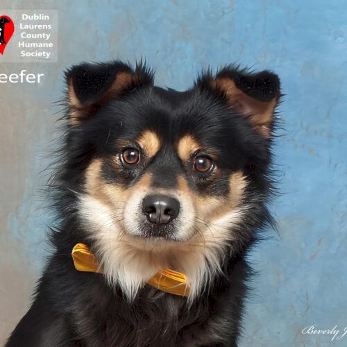 Keefer