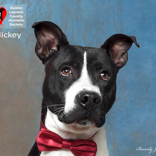 Mickey