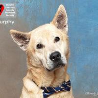 Murphy