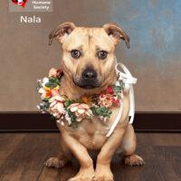Nala