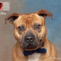 Ollie