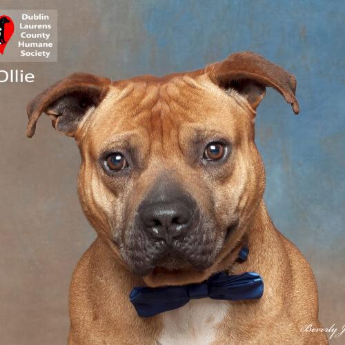 Ollie