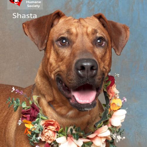 Shasta