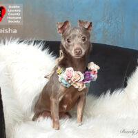 Tiesha