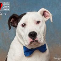 Zane