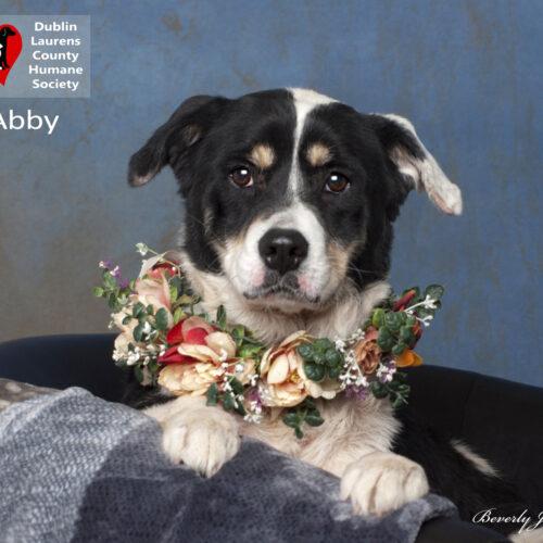 Abby