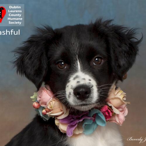 Bashful