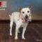 Dottie