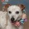 Dottie