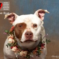June Bug