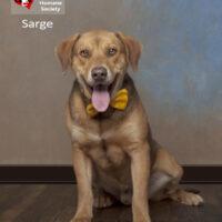 Sarge