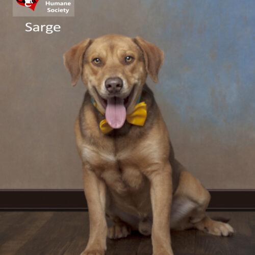 Sarge