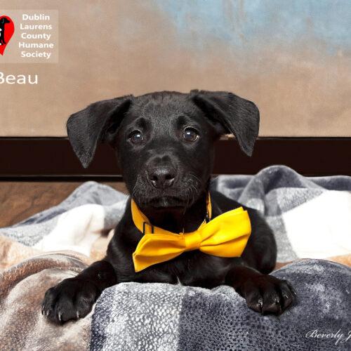 Beau