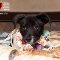 Bessie