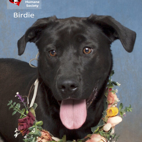 Birdie