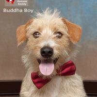 Buddha Boy