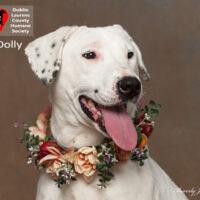Dolly