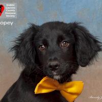 Dopey