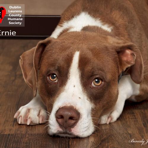 Ernie