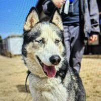 Nikita