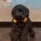 Teddy