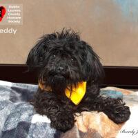 Teddy