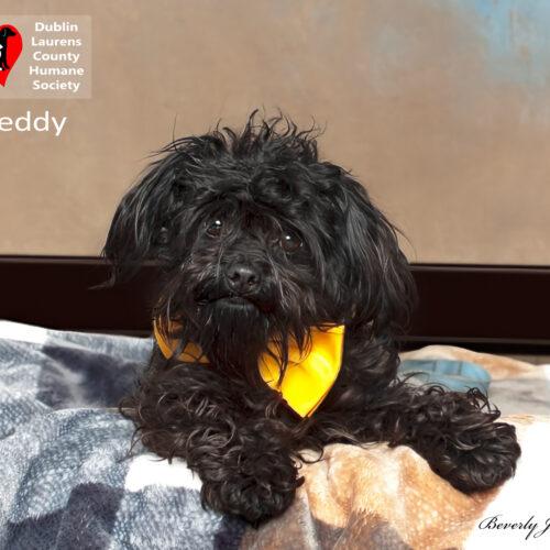 Teddy
